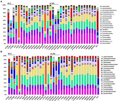 High resolution 16S rRNA gene Next Generation Sequencing study of brain areas associated with Alzheimer’s and Parkinson’s disease